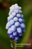 Filename=043_fotowilga~4.JPG
Filesize=78KB
Dimensions=360x540
Date added=Dec 14, 2012 043_fotowilga~4.JPG