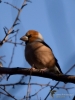 Filename=043_fotowilga~56.JPG
Filesize=225KB
Dimensions=525x700
Date added=Mar 31, 2018 043_fotowilga~56.JPG