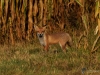 Filename=043_fotowilga~59.JPG
Filesize=375KB
Dimensions=700x525
Date added=Jan 12, 2019 043_fotowilga~59.JPG