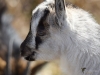 Filename=043_fotowilga~60.JPG
Filesize=288KB
Dimensions=700x525
Date added=Mar 10, 2019 043_fotowilga~60.JPG