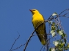 Filename=043_fotowilga~65.JPG
Filesize=228KB
Dimensions=700x525
Date added=May 21, 2019 043_fotowilga~65.JPG