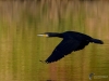 Filename=043_fotowilga~69.JPG
Filesize=256KB
Dimensions=700x525
Date added=Dec 24, 2019 043_fotowilga~69.JPG