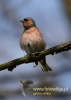 Filename=0443_fotowilga~13.JPG
Filesize=45KB
Dimensions=343x480
Date added=May 07, 2016 0443_fotowilga~13.JPG
