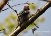 Filename=0444_fotowilga~9.JPG
Filesize=93KB
Dimensions=640x457
Date added=Aug 01, 2015 0444_fotowilga~9.JPG