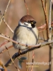 Filename=0445_fotowilga~21.JPG
Filesize=58KB
Dimensions=360x480
Date added=Sep 05, 2017 0445_fotowilga~21.JPG