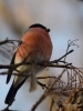 Filename=0447_fotowilga~22.JPG
Filesize=237KB
Dimensions=525x700
Date added=Feb 26, 2018 0447_fotowilga~22.JPG