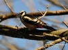Filename=044_fotowilga~20.JPG
Filesize=102KB
Dimensions=640x475
Date added=Dec 25, 2015 044_fotowilga~20.JPG