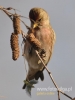 Filename=044_fotowilga~22.JPG
Filesize=67KB
Dimensions=360x480
Date added=Feb 09, 2016 044_fotowilga~22.JPG