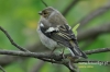 Filename=044_fotowilga~28.JPG
Filesize=89KB
Dimensions=640x427
Date added=Jul 29, 2016 044_fotowilga~28.JPG