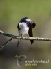 Filename=044_fotowilga~29.JPG
Filesize=43KB
Dimensions=357x480
Date added=Jul 31, 2016 044_fotowilga~29.JPG