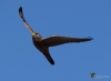 Filename=044_fotowilga~37.JPG
Filesize=162KB
Dimensions=700x513
Date added=May 03, 2017 044_fotowilga~37.JPG
