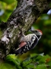 Filename=044_fotowilga~41.JPG
Filesize=307KB
Dimensions=525x700
Date added=Oct 15, 2017 044_fotowilga~41.JPG