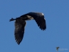 Filename=044_fotowilga~45.JPG
Filesize=211KB
Dimensions=700x525
Date added=Feb 26, 2018 044_fotowilga~45.JPG