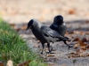 Filename=044_fotowilga~50.JPG
Filesize=277KB
Dimensions=700x525
Date added=Nov 23, 2018 044_fotowilga~50.JPG