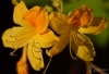 Filename=044_fotowilga~52.JPG
Filesize=192KB
Dimensions=700x479
Date added=Jan 04, 2019 044_fotowilga~52.JPG