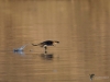Filename=044_fotowilga~55.JPG
Filesize=239KB
Dimensions=700x525
Date added=Feb 09, 2019 044_fotowilga~55.JPG