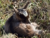 Filename=044_fotowilga~57.JPG
Filesize=387KB
Dimensions=700x525
Date added=Jun 25, 2019 044_fotowilga~57.JPG