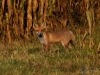 Filename=044_fotowilga~58.JPG
Filesize=365KB
Dimensions=700x525
Date added=Jul 23, 2019 044_fotowilga~58.JPG