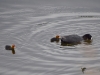 Filename=044_fotowilga~61.JPG
Filesize=205KB
Dimensions=700x525
Date added=Nov 13, 2019 044_fotowilga~61.JPG