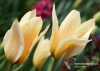 Filename=044_fotowilga~8.JPG
Filesize=106KB
Dimensions=720x514
Date added=May 04, 2014 044_fotowilga~8.JPG