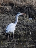 Filename=0450_fotowilga~16.JPG
Filesize=435KB
Dimensions=525x700
Date added=Jan 06, 2019 0450_fotowilga~16.JPG
