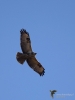 Filename=0450_fotowilga~19.JPG
Filesize=212KB
Dimensions=525x700
Date added=Jun 25, 2019 0450_fotowilga~19.JPG