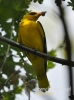 Filename=0457_fotowilga~9.JPG
Filesize=77KB
Dimensions=357x480
Date added=Feb 05, 2016 0457_fotowilga~9.JPG