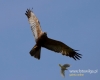Filename=0458_fotowilga~15.JPG
Filesize=45KB
Dimensions=600x480
Date added=Jul 29, 2016 0458_fotowilga~15.JPG