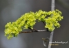 Filename=045_fotowilga~14.JPG
Filesize=83KB
Dimensions=640x452
Date added=Jan 25, 2015 045_fotowilga~14.JPG