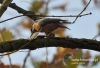 Filename=045_fotowilga~22.JPG
Filesize=92KB
Dimensions=640x438
Date added=Nov 07, 2015 045_fotowilga~22.JPG