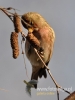 Filename=045_fotowilga~27.JPG
Filesize=67KB
Dimensions=360x480
Date added=Feb 19, 2016 045_fotowilga~27.JPG