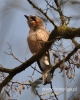Filename=045_fotowilga~30.JPG
Filesize=87KB
Dimensions=384x480
Date added=Apr 06, 2016 045_fotowilga~30.JPG