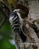 Filename=045_fotowilga~32.JPG
Filesize=69KB
Dimensions=384x480
Date added=Jul 24, 2016 045_fotowilga~32.JPG