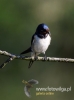 Filename=045_fotowilga~34.JPG
Filesize=42KB
Dimensions=357x480
Date added=Aug 10, 2016 045_fotowilga~34.JPG