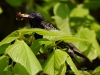 Filename=045_fotowilga~46.JPG
Filesize=283KB
Dimensions=700x525
Date added=Jul 24, 2017 045_fotowilga~46.JPG