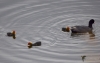 Filename=045_fotowilga~56.JPG
Filesize=177KB
Dimensions=700x443
Date added=Nov 20, 2018 045_fotowilga~56.JPG