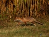 Filename=045_fotowilga~57.JPG
Filesize=379KB
Dimensions=700x525
Date added=Jan 15, 2019 045_fotowilga~57.JPG