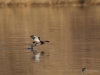 Filename=045_fotowilga~58.JPG
Filesize=244KB
Dimensions=700x525
Date added=Feb 10, 2019 045_fotowilga~58.JPG