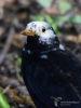 Filename=045_fotowilga~59.JPG
Filesize=244KB
Dimensions=525x700
Date added=Mar 02, 2019 045_fotowilga~59.JPG