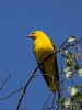 Filename=045_fotowilga~61.JPG
Filesize=241KB
Dimensions=525x700
Date added=May 23, 2019 045_fotowilga~61.JPG