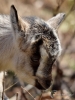 Filename=045_fotowilga~62.JPG
Filesize=303KB
Dimensions=525x700
Date added=Jun 26, 2019 045_fotowilga~62.JPG