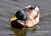 Filename=0467_fotowilga~3.JPG
Filesize=102KB
Dimensions=640x448
Date added=Jun 08, 2015 0467_fotowilga~3.JPG