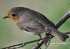 Filename=0467_fotowilga~9.JPG
Filesize=89KB
Dimensions=640x457
Date added=Oct 29, 2016 0467_fotowilga~9.JPG