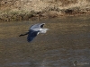 0468_fotowilga.JPG