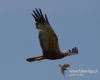 Filename=0469_fotowilga~16.JPG
Filesize=45KB
Dimensions=600x480
Date added=Nov 22, 2016 0469_fotowilga~16.JPG