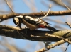 Filename=046_fotowilga~23.JPG
Filesize=105KB
Dimensions=640x476
Date added=Apr 20, 2016 046_fotowilga~23.JPG