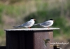 Filename=046_fotowilga~30.JPG
Filesize=65KB
Dimensions=640x457
Date added=Aug 05, 2016 046_fotowilga~30.JPG