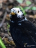 Filename=046_fotowilga~46.JPG
Filesize=242KB
Dimensions=525x700
Date added=Oct 29, 2018 046_fotowilga~46.JPG