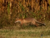 Filename=046_fotowilga~55.JPG
Filesize=368KB
Dimensions=700x525
Date added=Nov 15, 2018 046_fotowilga~55.JPG