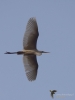 Filename=0470_fotowilga~18.JPG
Filesize=163KB
Dimensions=525x700
Date added=Feb 21, 2018 0470_fotowilga~18.JPG